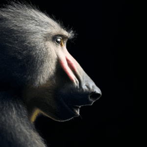 Baboon-DP-1