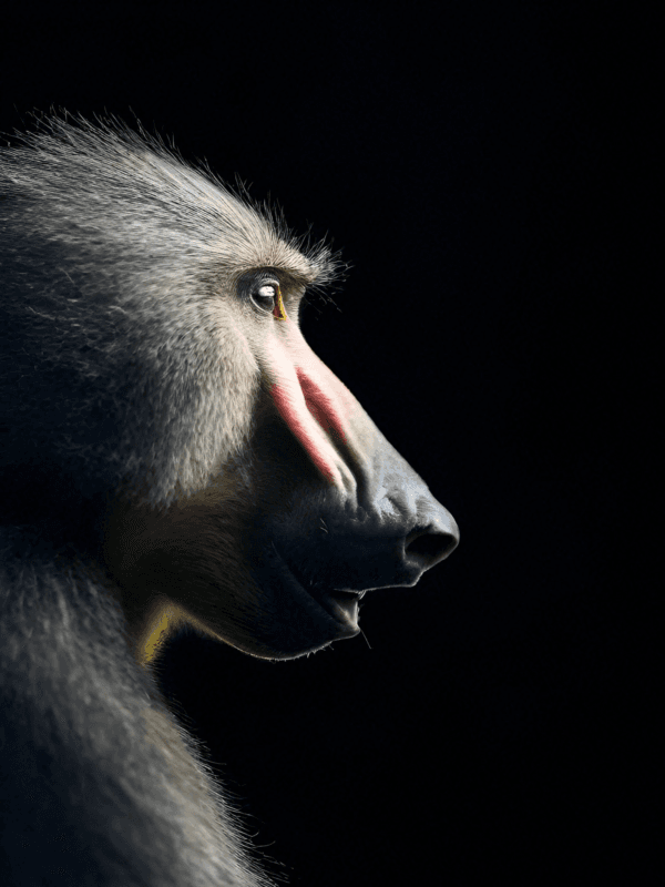 Baboon-DP-1