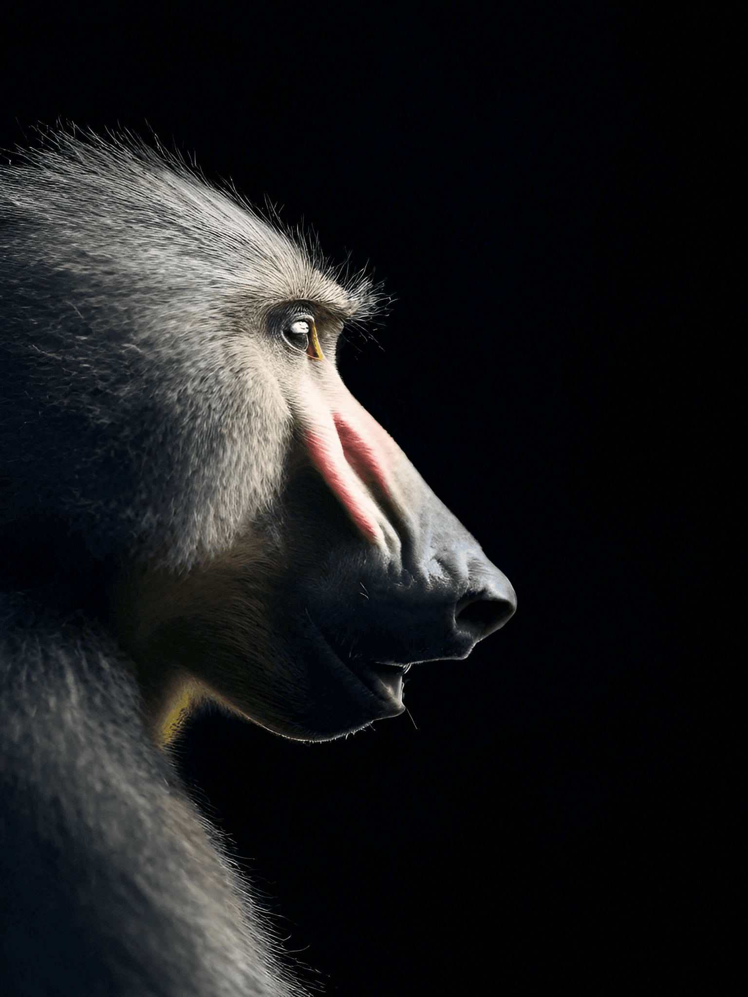 Baboon-DP-1