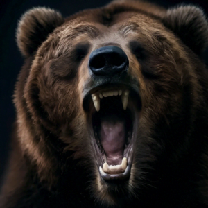 Brown-Bear-PR-3