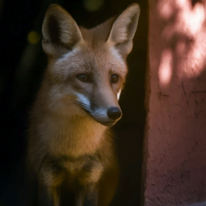 Fox-PR-1