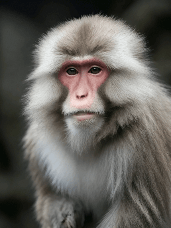 Japanese-macaque-PR-1