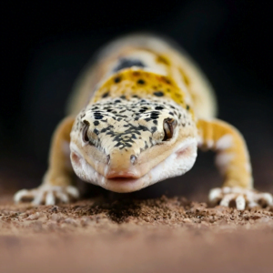 Leopard-gecko-DP-1