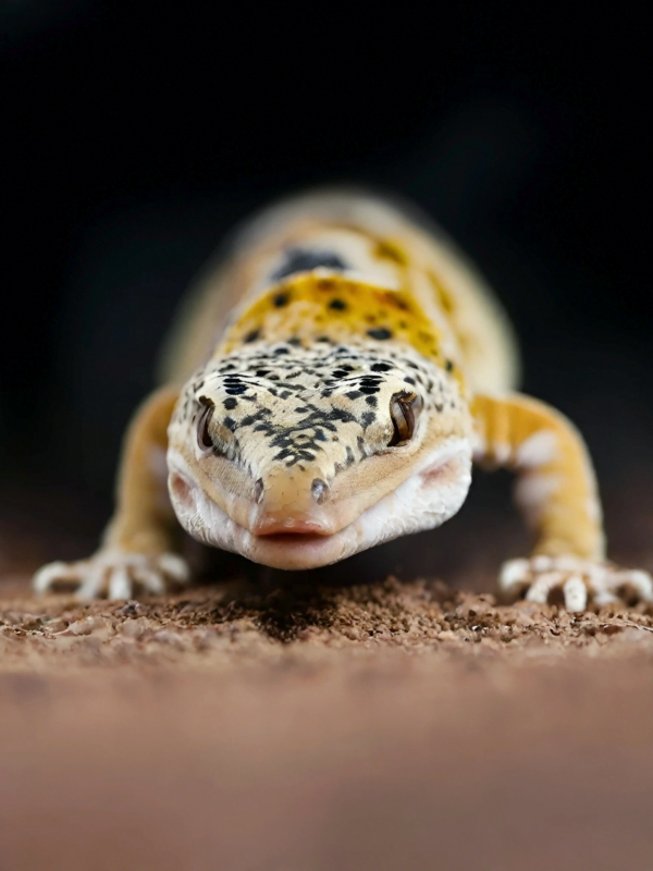 Leopard-gecko-DP-1