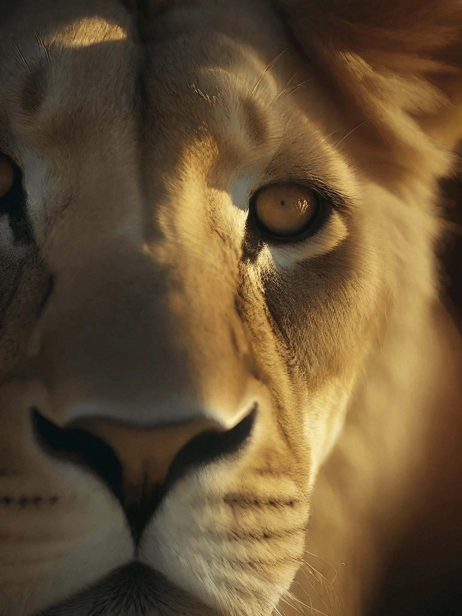 Elegant Lion Art 1 Lion-PR-1