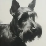 Scottish Terrier LD 2