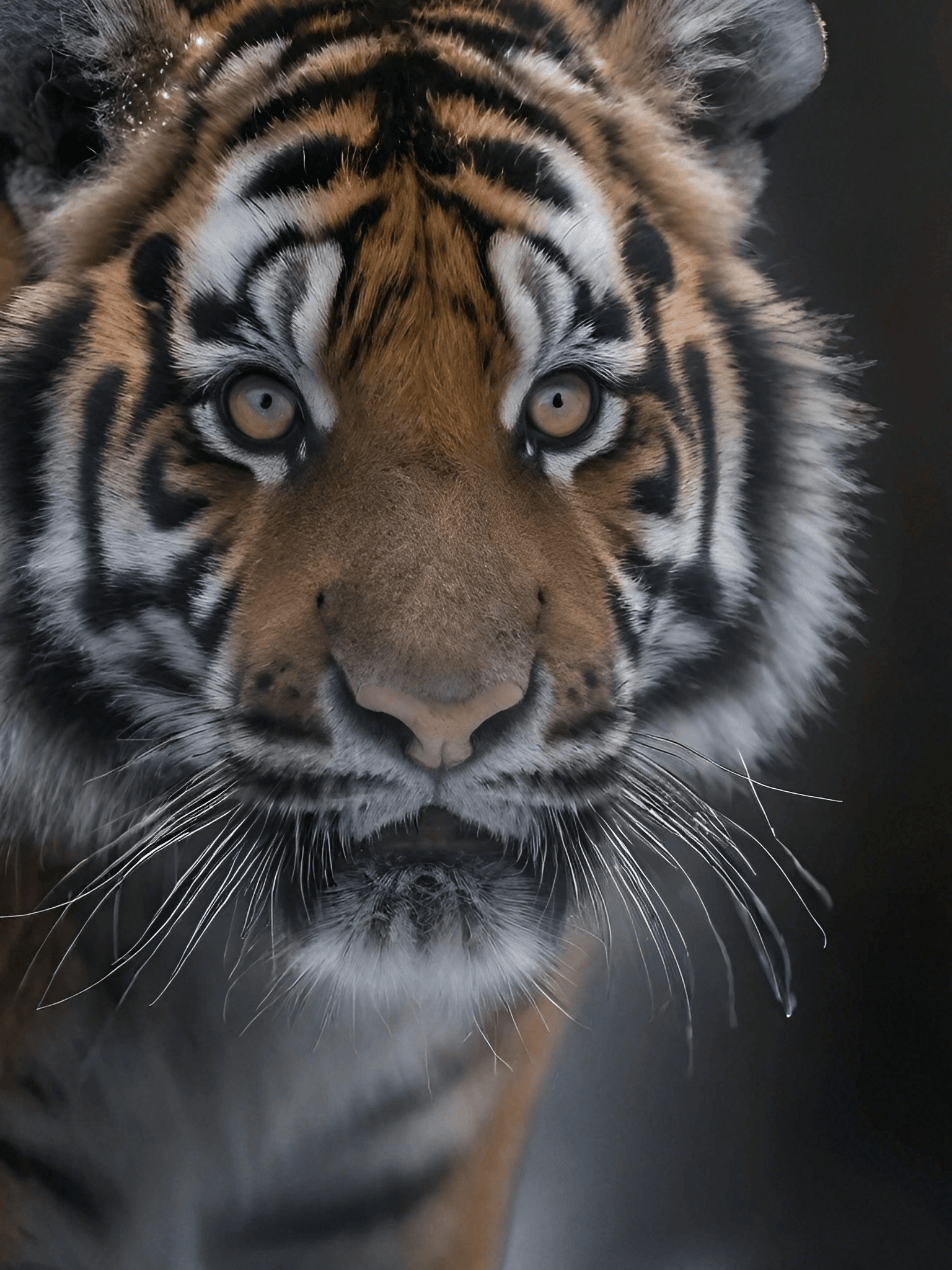 Noble Siberian Tiger Art 1 Siberian-tiger-PR-1